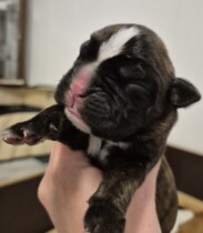 Boxerwelpe von der boxerhorde