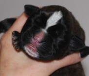 Boxerwelpe von der Boxerhorde