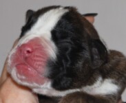 Boxerwelpe aus dem B-Wurf