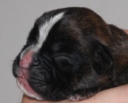 Welpe Deutscher Boxer