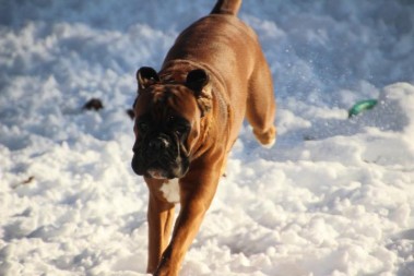 Boxer im Schnee